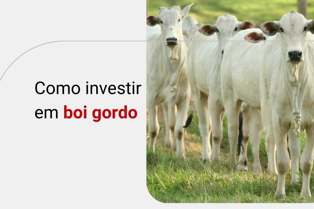 Contrato futuro de boi gordo (BGI): o que é, como funciona e como investir