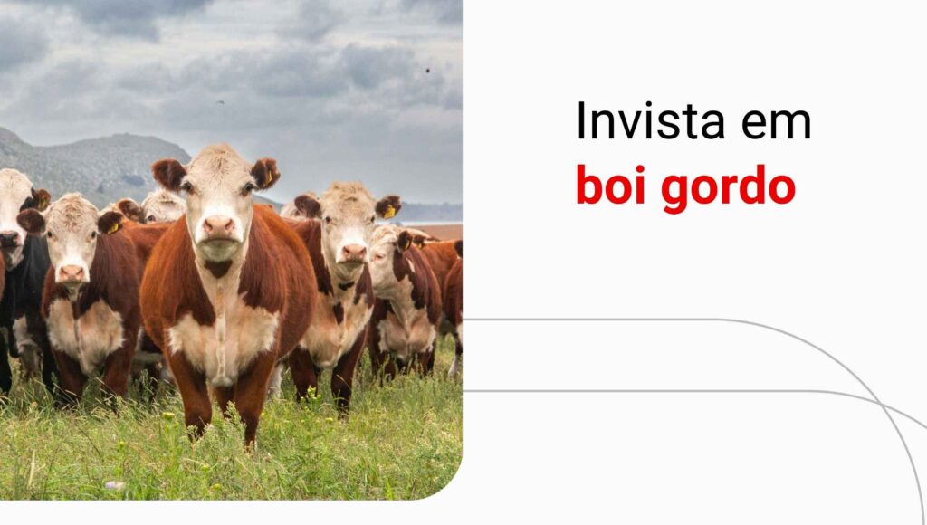Contrato futuro de boi gordo (BGI): o que é, como funcionam?